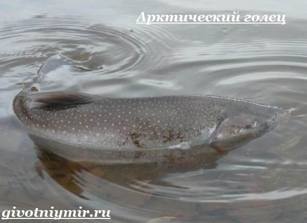 Голец-рыба-Образ-жизни-и-среда-обитания-рыбы-голец-2