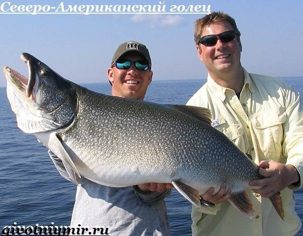 Голец-рыба-Образ-жизни-и-среда-обитания-рыбы-голец-9