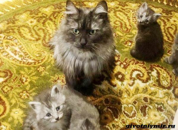 История-о-кошке-и-котятах-которых-забрали-с-улицы-6