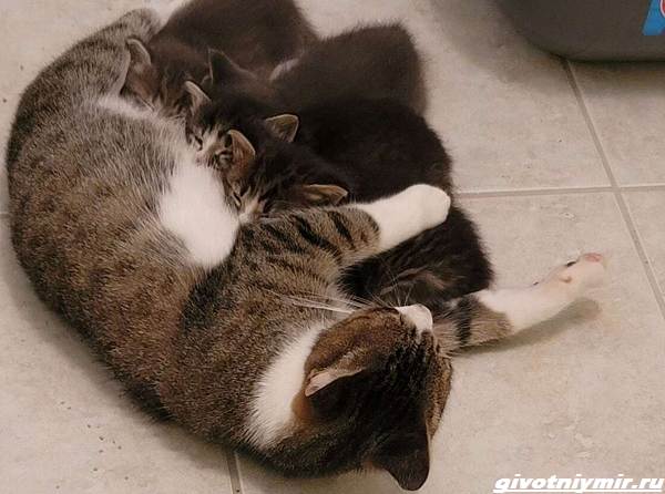 История-о-кошке-которая-пробралась-с-котятами-в-чужой-гараж-2