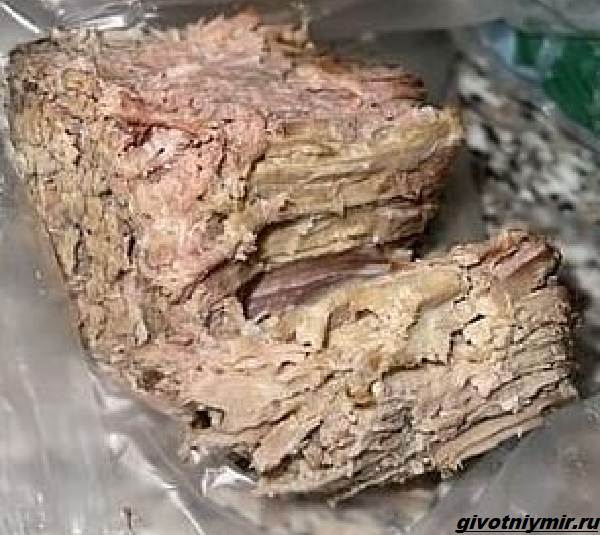 История-о-кошке-которая-украла-мясо-и-поела-его-на-кровати-2