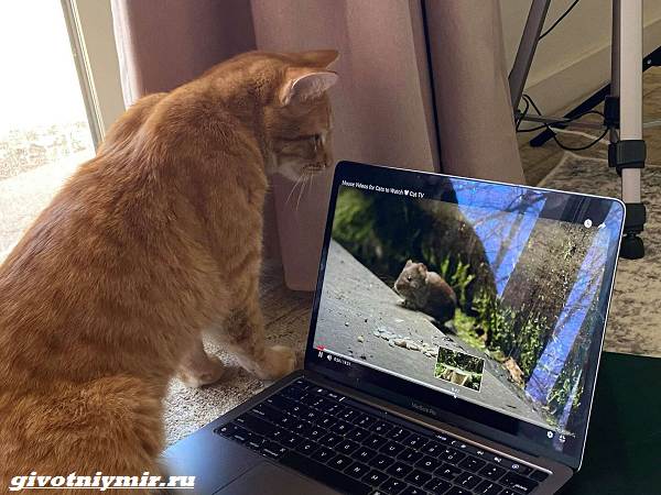 История-о-рыжем-коте-который-любит-смотреть-видео-4