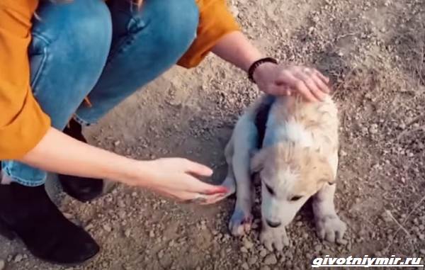 История-о-собаке-Блу-которую-кто-то-выкрасил-в-голубой-цвет-2