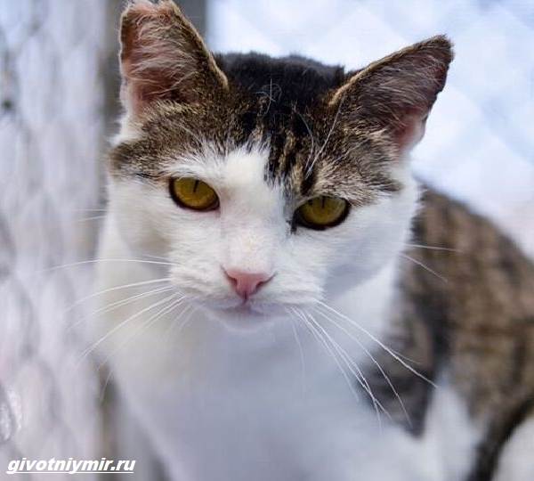 История-о-зловредном-котике-от-которого-все-отказались-2