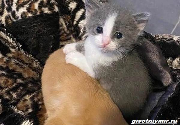 История-об-одиноких-щенке и-котенке-которые-нашли-друг-друга-4