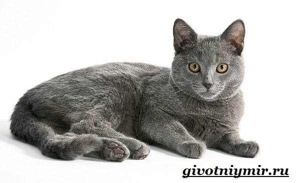 Корат-кошка-Описание-особенности-уход-и-цена-кошки-породы-корат-6