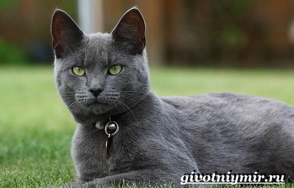 Корат-кошка-Описание-особенности-уход-и-цена-кошки-породы-корат-5