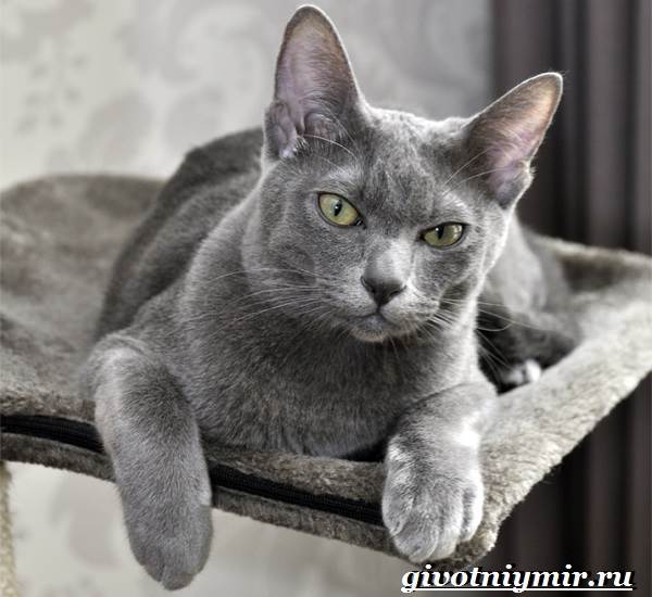 Корат-кошка-Описание-особенности-уход-и-цена-кошки-породы-корат-3
