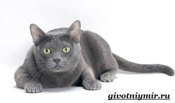 Корат-кошка-Описание-особенности-уход-и-цена-кошки-породы-корат-7