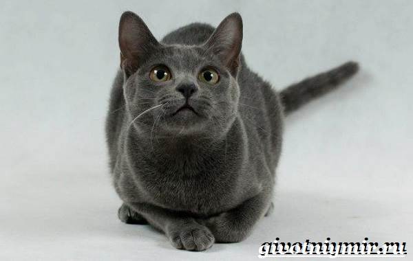 Корат-кошка-Описание-особенности-уход-и-цена-кошки-породы-корат-2