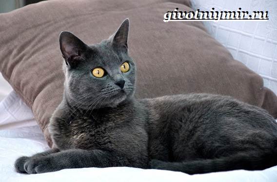 Корат-кошка-Описание-особенности-уход-и-цена-кошки-породы-корат-4