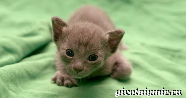 Корат-кошка-Описание-особенности-уход-и-цена-кошки-породы-корат-8