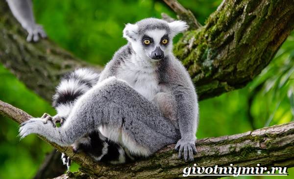 Кошачий-лемур-Образ-жизни-и-среда-обитания-кошачьего-лемура-3