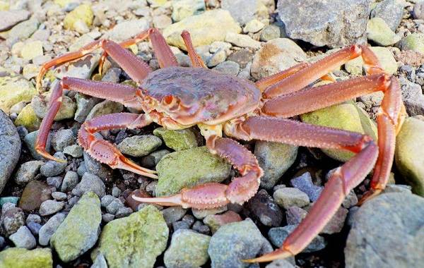 Ловля-камчатского-краба-2