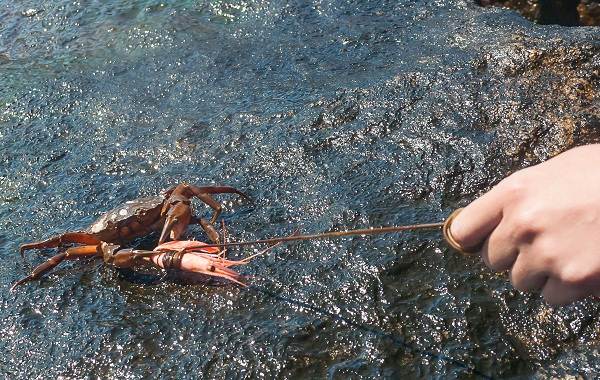 Ловля-камчатского-краба-3