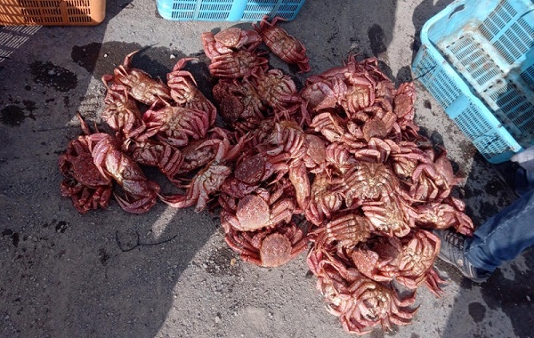 Ловля-камчатского-краба-10