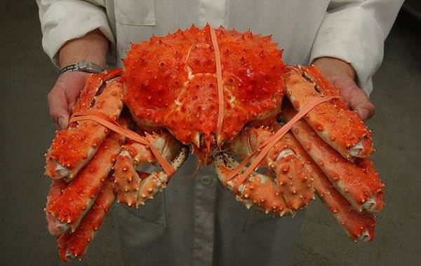 Ловля-камчатского-краба-8