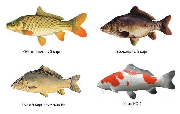 Ловля-карпа-по-открытой-воде-и-зимняя-рыбалка-на-карпов-5