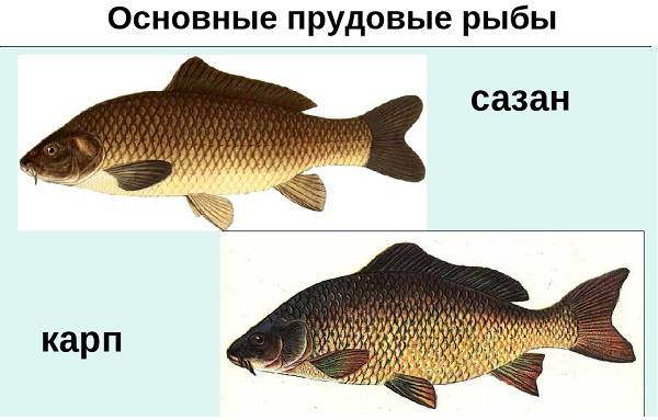 Ловля-сазана-Интересные-факты-и-случаи-от-бывалого-рыбака-3