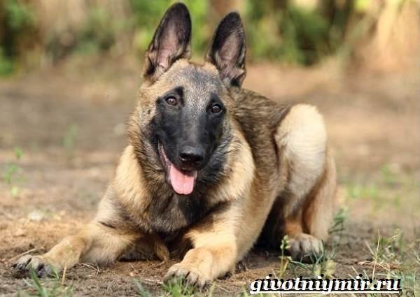 Малинуа-собака-Описание-особенности-уход-и-цена-породы-малинуа-5