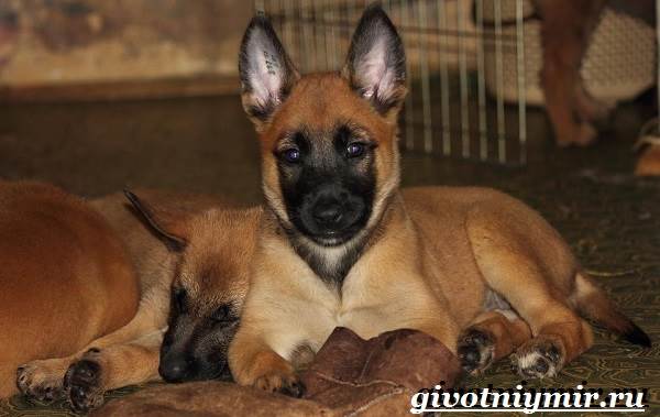 Малинуа-собака-Описание-особенности-уход-и-цена-породы-малинуа-8