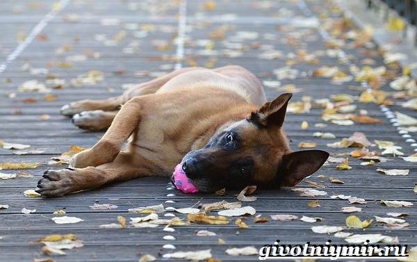 Малинуа-собака-Описание-особенности-уход-и-цена-породы-малинуа-6