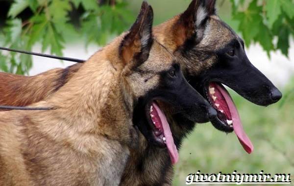 Малинуа-собака-Описание-особенности-уход-и-цена-породы-малинуа-7