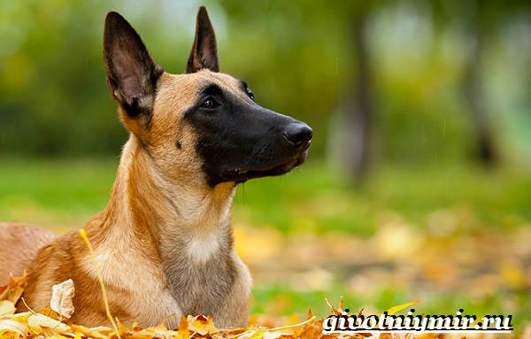 Малинуа-собака-Описание-особенности-уход-и-цена-породы-малинуа-2
