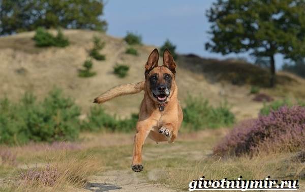 Малинуа-собака-Описание-особенности-уход-и-цена-породы-малинуа-4