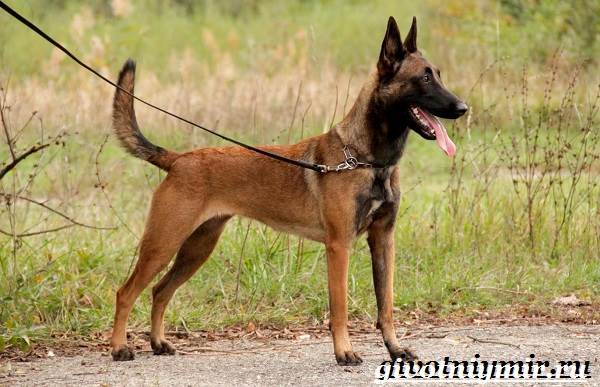 Малинуа-собака-Описание-особенности-уход-и-цена-породы-малинуа-3