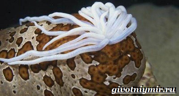 Морской-огурец-Образ-жизни-и-среда-обитания-морского-огурца-4