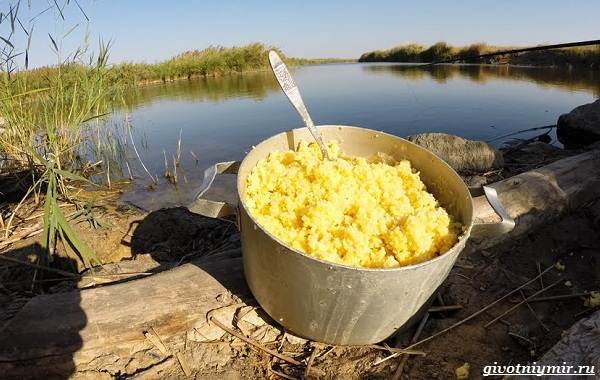 Наживки-для-рыбалки-их-виды-и-особенности-13