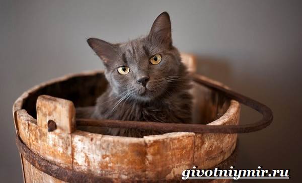 Нибелунг-кошка-Описание-особенности-уход-и-цена-кошки-нибелунг-8