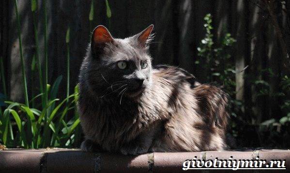 Нибелунг-кошка-Описание-особенности-уход-и-цена-кошки-нибелунг-4