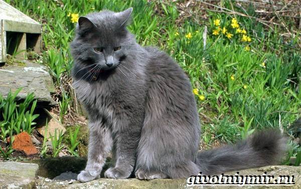 Нибелунг-кошка-Описание-особенности-уход-и-цена-кошки-нибелунг-2