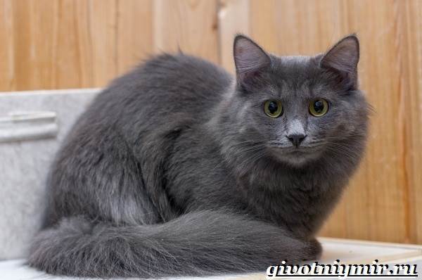 Нибелунг-кошка-Описание-особенности-уход-и-цена-кошки-нибелунг-9