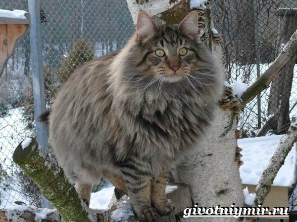 Норвежская-лесная-кошка-Описание-особенности-уход-и-цена-норвежской-лесной-кошки-4