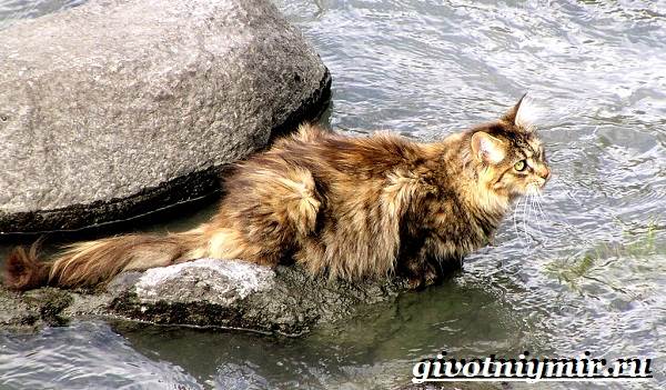 Норвежская-лесная-кошка-Описание-особенности-уход-и-цена-норвежской-лесной-кошки-10