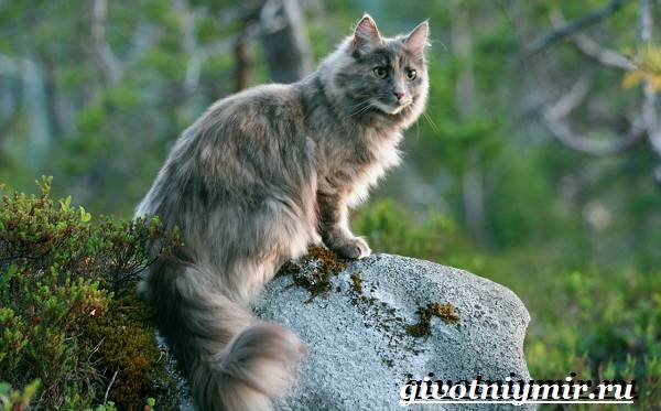Норвежская-лесная-кошка-Описание-особенности-уход-и-цена-норвежской-лесной-кошки-9
