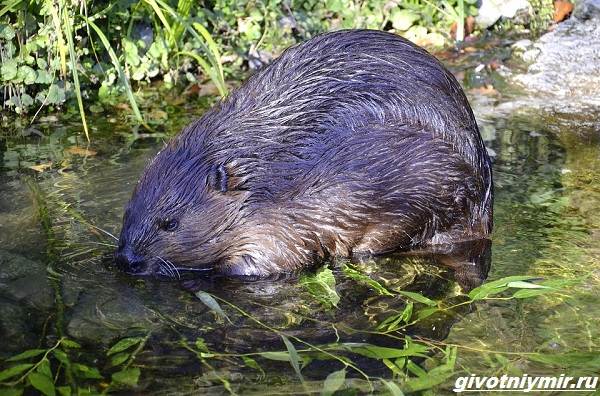 Охота-на-бобра-и-её-особенности-2