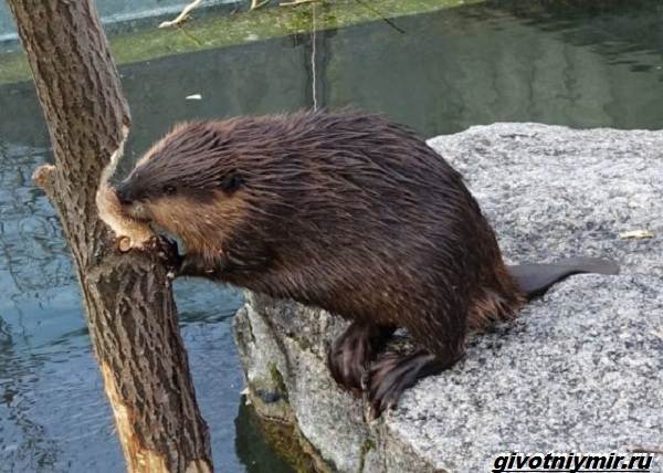Охота-на-бобра-и-её-особенности-4