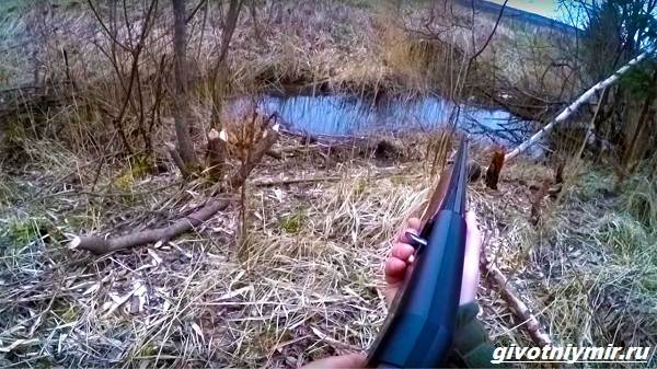 Охота-на-бобра-и-её-особенности-6