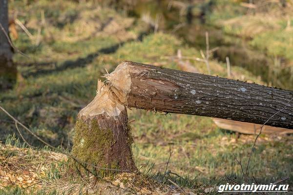 Охота-на-бобра-и-её-особенности-3