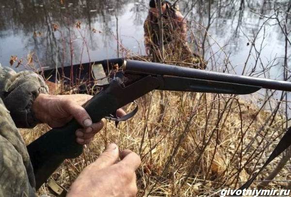 Охота-на-бобра-и-её-особенности-5