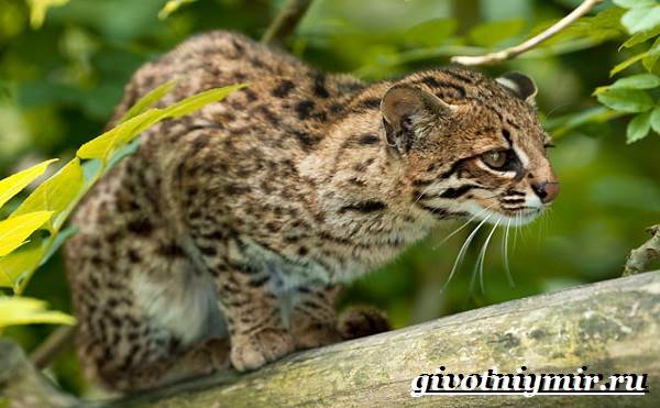 Онцилла-кошка-Образ-жизни-и-среда-обитания-онциллы-4