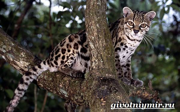 Онцилла-кошка-Образ-жизни-и-среда-обитания-онциллы-3