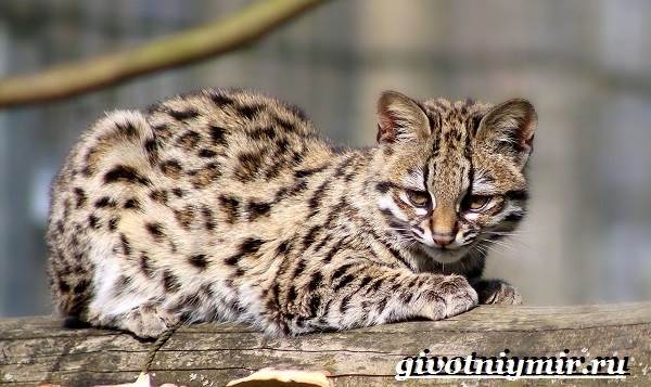 Онцилла-кошка-Образ-жизни-и-среда-обитания-онциллы-9