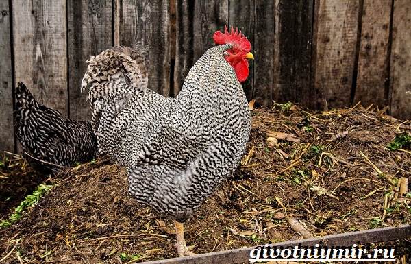 Плимутрок-курица-Описание-особенности-уход-и-цена-породы-плимутрок-1
