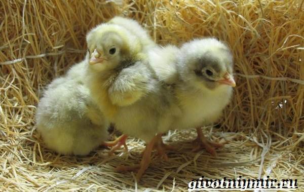 Плимутрок-курица-Описание-особенности-уход-и-цена-породы-плимутрок-5