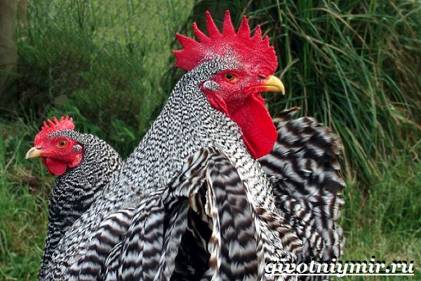 Плимутрок-курица-Описание-особенности-уход-и-цена-породы-плимутрок-2